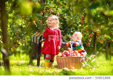 Kids picking apples on farm in autumn. 55951809