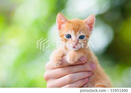 Man Holding Cat Baby Kitten In Human Hands Stock Photo 55951890 Pixta