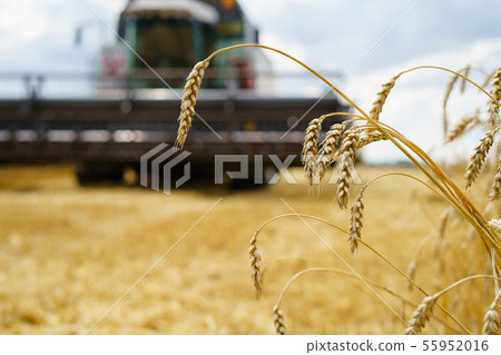 Combine harvester harvests ripe wheat. agriculture tractor Combine harvester harvests ripe wheat. agriculture tractor 55952016