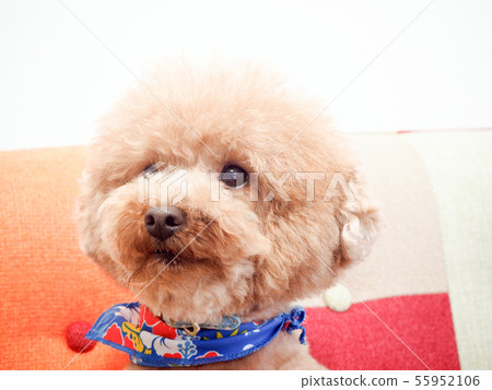 Sitting and laughing toy poodle 55952106