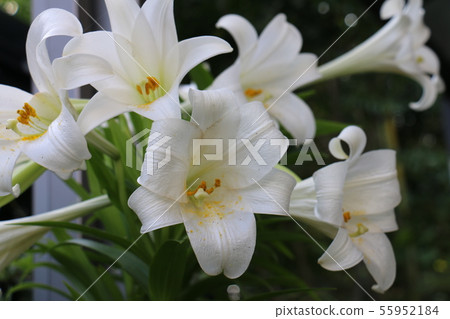 Lily lily lily Lily lily lily 55952184