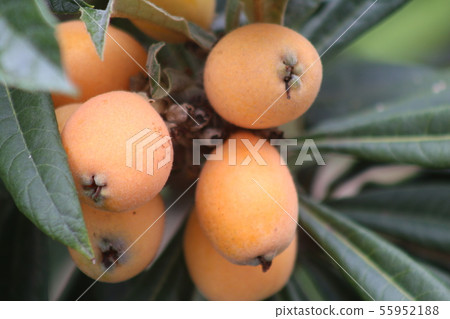 Biwa Biwa Fruit Rose Family June Biwa Biwa Fruit Rose Family June 55952188