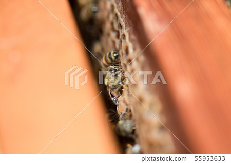 Bees, honey, beekeeper Bees, honey, beekeeper 55953633