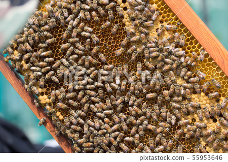 Bees, honey, beekeeper 55953646