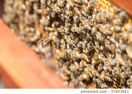 蜜蜂,蜂蜜,養蜂人 蜜蜂,蜂蜜,養蜂人 55953661