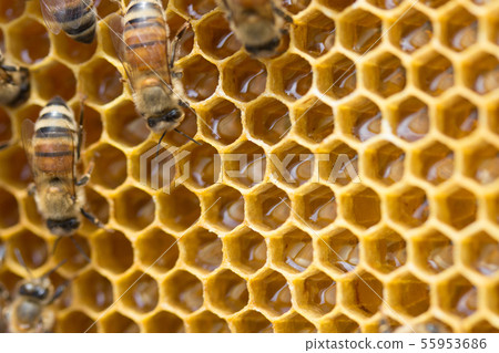 Bees, honey, beekeeper 55953686