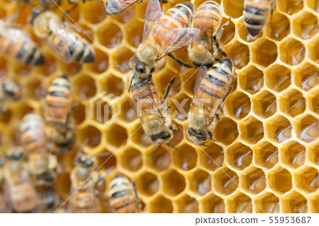 Bees, honey, beekeeper 55953687