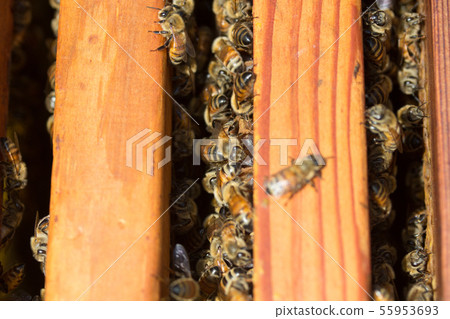 蜜蜂,蜂蜜,養蜂人 蜜蜂,蜂蜜,養蜂人 55953693