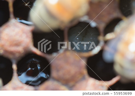 Bees, honey, beekeeper 55953699