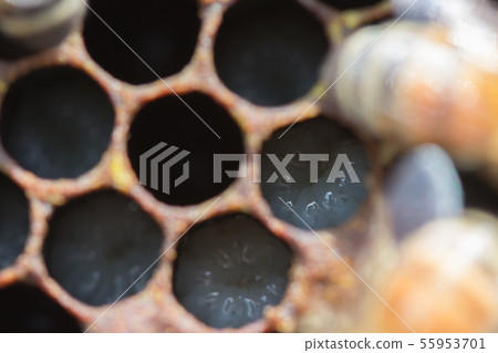 Bees, honey, beekeeper Bees, honey, beekeeper 55953701