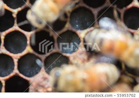 蜜蜂,蜂蜜,養蜂人 蜜蜂,蜂蜜,養蜂人 55953702