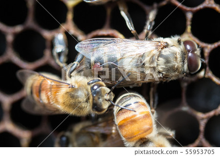 Bees, honey, beekeeper 55953705