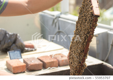Bees, honey, beekeeper Bees, honey, beekeeper 55953707