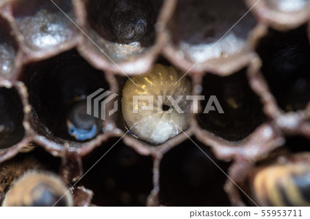 Bees, honey, beekeeper 55953711