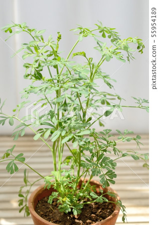Lou's seedling (with a 1st instar larvae on the day of hatching of a swallowtail on a sprout at the center tip) 55954189