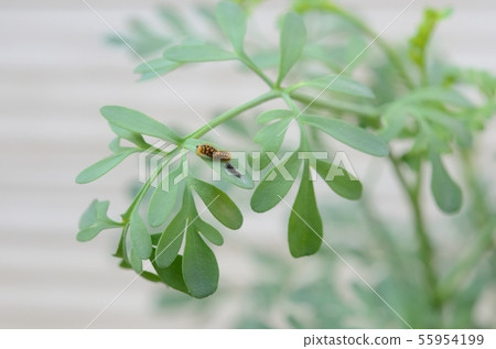 Nami swallowtail 2nd instar larvae (immediately after molting) 55954199