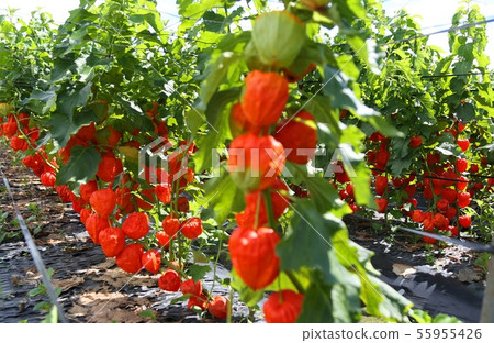 Yamatocho Hozuki 55955426