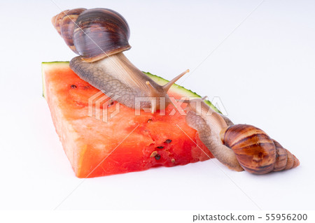 Giant African land snail eating watermelon, on a Giant African land snail eating watermelon, on a 55956200