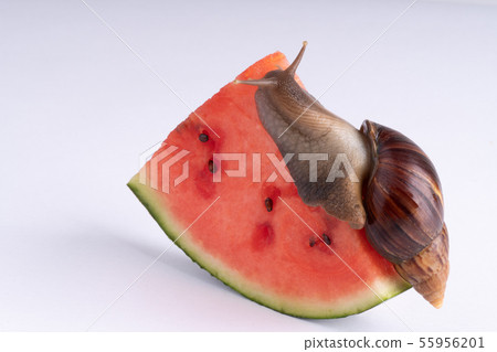 Giant African land snail eating watermelon, on a 55956201