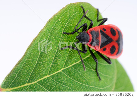 Pyrochroidae fire beetle on a leaf of a tree. Pyrochroidae fire beetle on a leaf of a tree. 55956202