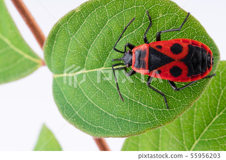 Pyrochroidae fire beetle on a leaf of a tree. Pyrochroidae fire beetle on a leaf of a tree. 55956203