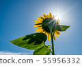 向日葵和太陽 55956332