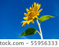 向日葵和藍天 55956333