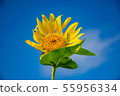 向日葵和螞蚱 55956334