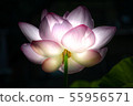 蓮花和陽光 55956571