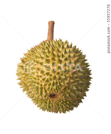 Durian 55957278