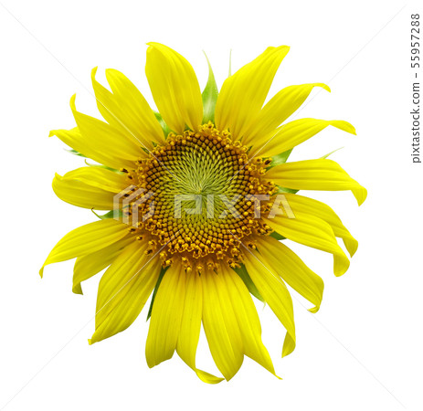 sunflower isolated on a white background sunflower isolated on a white background 55957288
