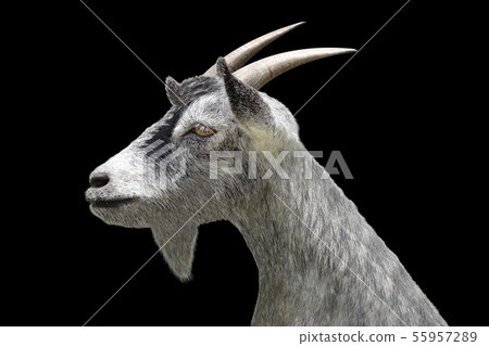 sheep head isolated on black background sheep head isolated on black background 55957289