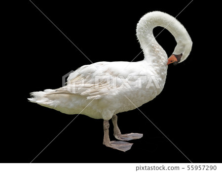 white swan isolated on a black background white swan isolated on a black background 55957290