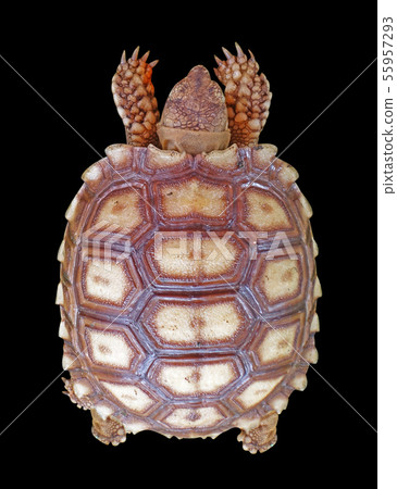 turtle isolated on a black background turtle isolated on a black background 55957293