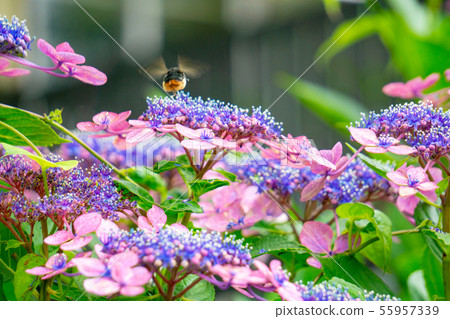 繡球花和蜜蜂 55957339