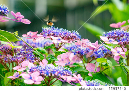 Hydrangea and bees 55957340
