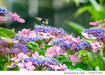 Hydrangea and bees 55957344