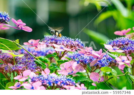 Hydrangea and bees 55957346