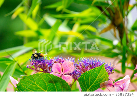 Hydrangea and bees 55957354