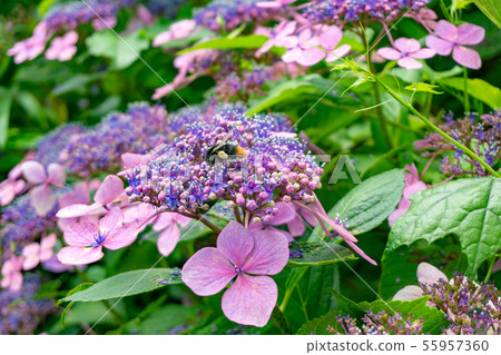 Hydrangea and bees 55957360