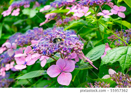 Hydrangea and bees 55957362