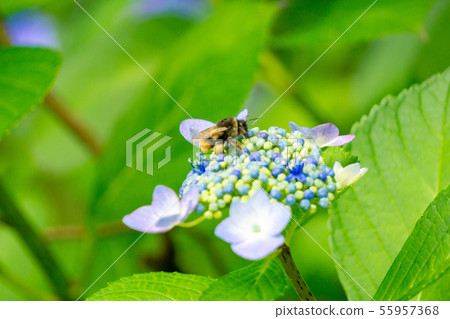 Hydrangea and bees 55957368