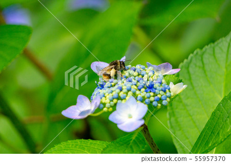 Hydrangea and bees Hydrangea and bees 55957370