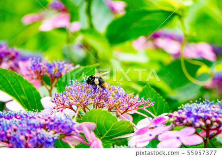 Hydrangea and bees 55957377