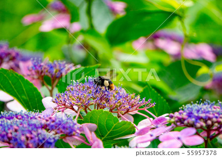 繡球花和蜜蜂 55957378