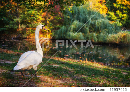 Swan By The Lake In Autumn Park Swan By The Lake In Autumn Park 55957433