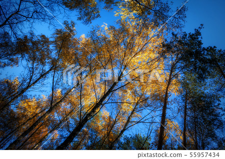 Autumn Forest Trees Backlit By The Sunlight Autumn Forest Trees Backlit By The Sunlight 55957434
