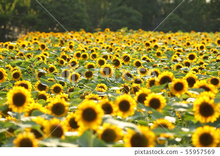 向日葵田 55957569