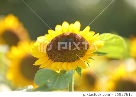 Sunflower field 55957613