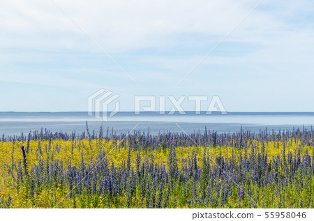 Summer flowers in blue and yellow colors by the 55958046